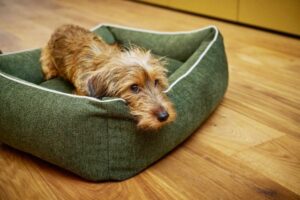 Laboni ORTHO - Orthopädisches Hundebett  ECO