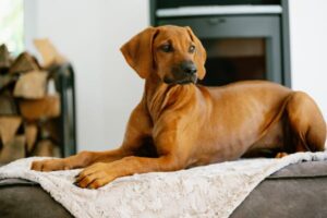 Laboni Hundedecke  Cozy Edle Webpelz-Decke