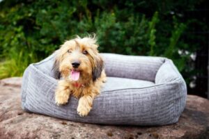 Laboni ORTHO - Orthopädisches Hundebett  NOVA incl. CoolPlus Incontinence - Sicherer Schutz bei Inkontinenz!