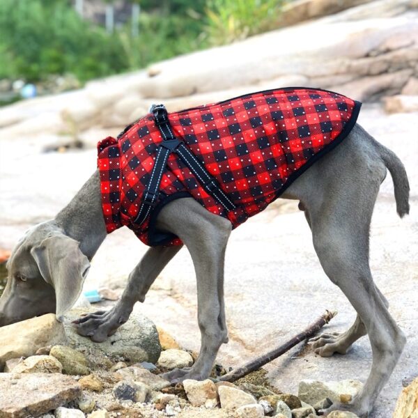 Winter Hundekleidung Weihnachten – Warmer Hundemantel für große Hunde – Gefütterte, dicke Winterkleidung für Hunde – Bild 3